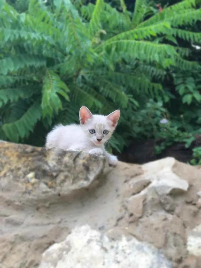 Gato ra a Sem idade 2 a 6 meses nome Estão sem nome ainda