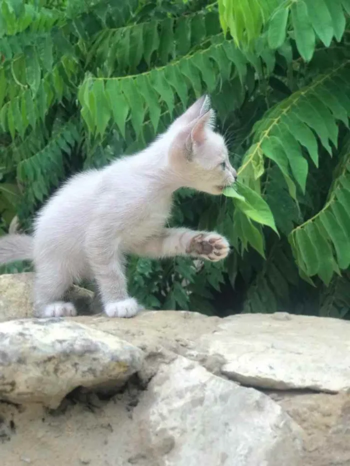 Gato ra a Sem idade 2 a 6 meses nome Estão sem nome ainda