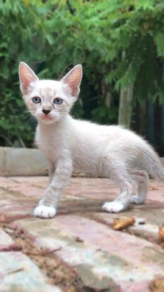 Gato ra a Sem idade 2 a 6 meses nome Estão sem nome ainda