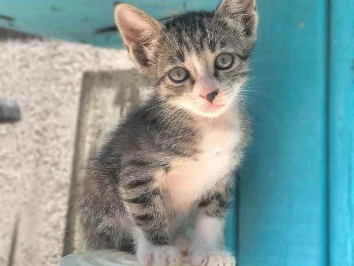 Gato ra a Sem idade 2 a 6 meses nome Estão sem nome ainda