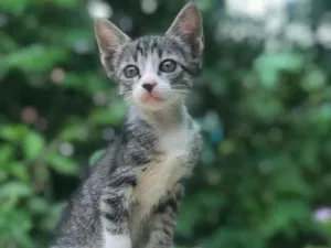 Gato raça Sem idade 2 a 6 meses nome Estão sem nome ainda