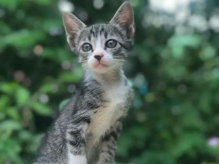 Gato ra a Sem idade 2 a 6 meses nome Estão sem nome ainda