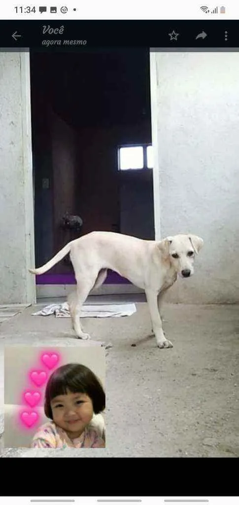 Cachorro ra a Labradora idade 2 a 6 meses nome Kira