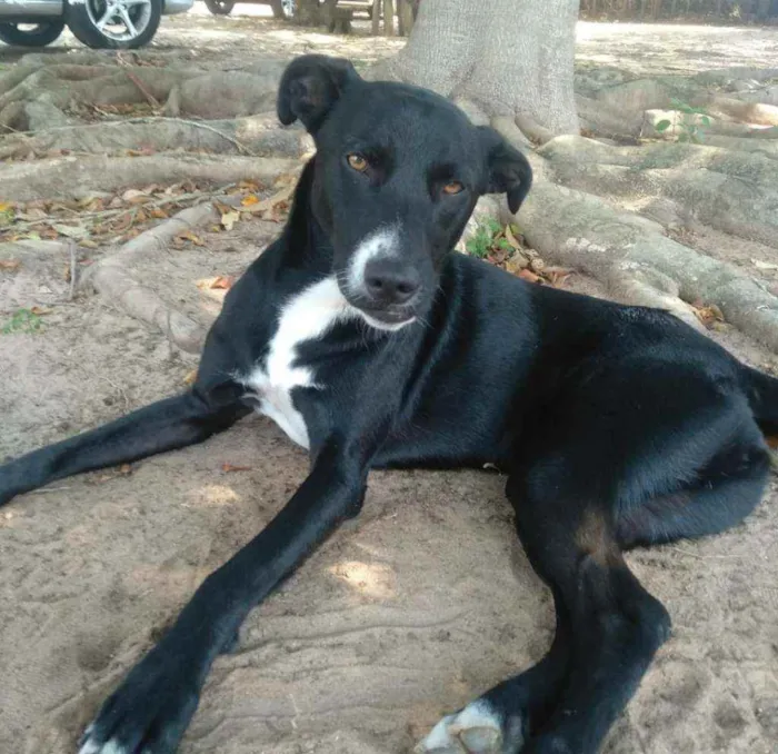 Cachorro ra a Sem raça definida idade 2 anos nome Polly