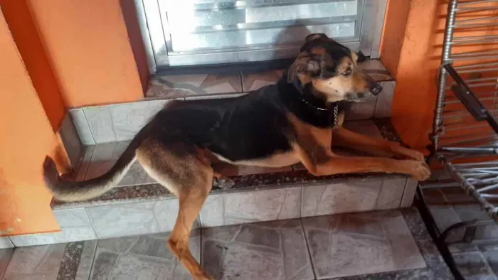 Cachorro ra a Mestiça vira latas ou pastor l idade 5 anos nome B I L I