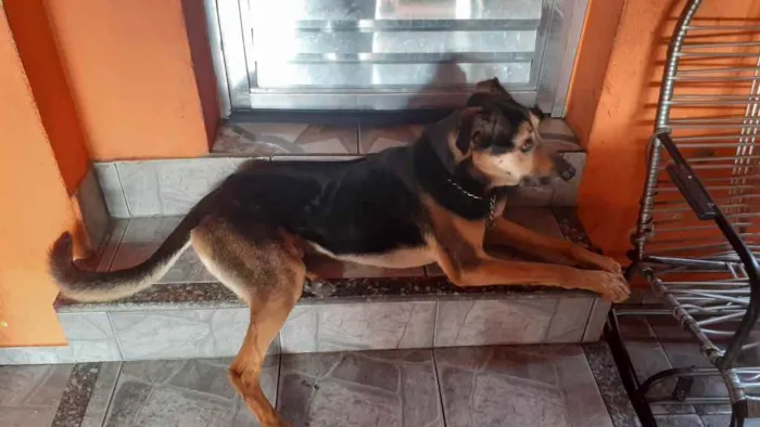 Cachorro ra a Mestiça vira latas ou pastor l idade 5 anos nome B I L I