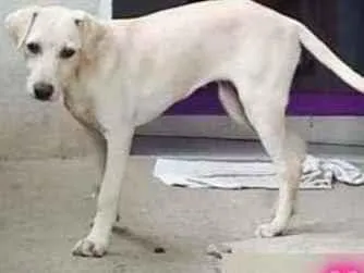 Cachorro ra a Labradora idade 2 a 6 meses nome Kira