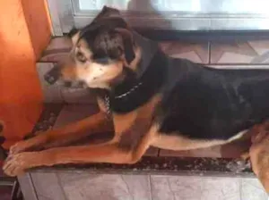 Cachorro raça Mestiça vira latas ou pastor l idade 5 anos nome B I L I