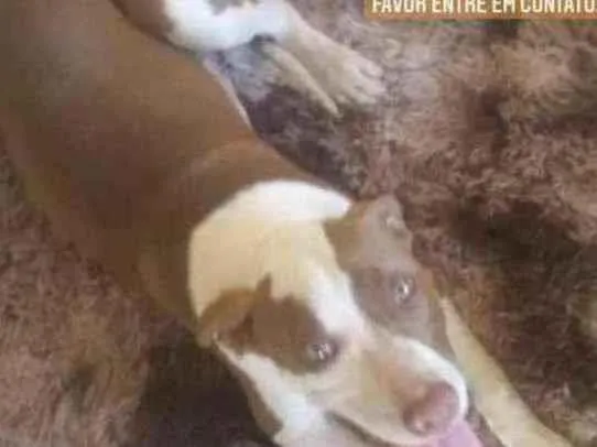 Cachorro ra a Pitbull idade 2 a 6 meses nome Medusa