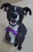 Cacau
