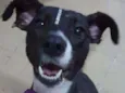 Cacau