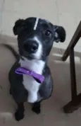 Cacau