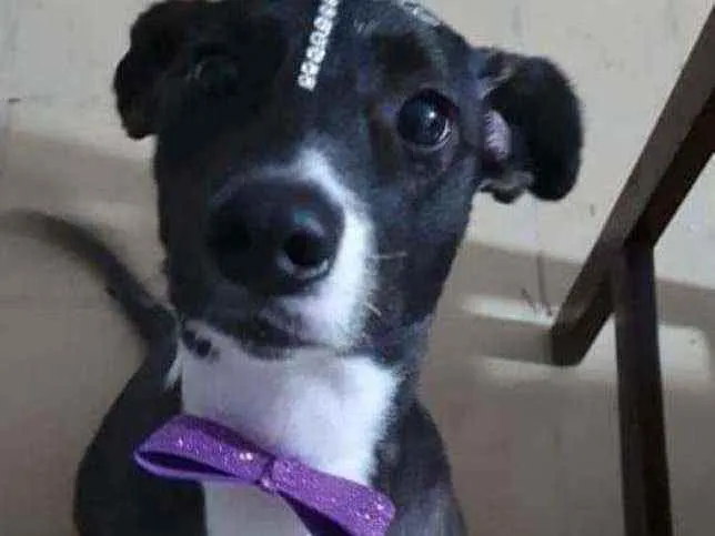 Cachorro ra a SRD idade 7 a 11 meses nome Cacau