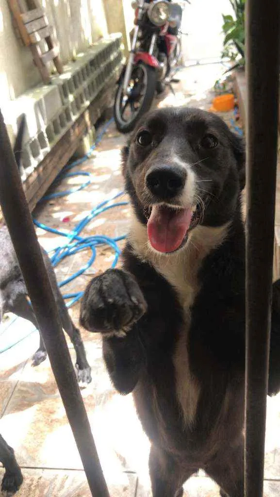 Cachorro ra a SRD idade 7 a 11 meses nome Cacau
