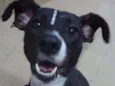 Cacau