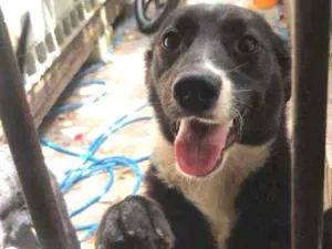 Cachorro raça SRD idade 7 a 11 meses nome Cacau