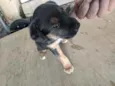 Cachorro