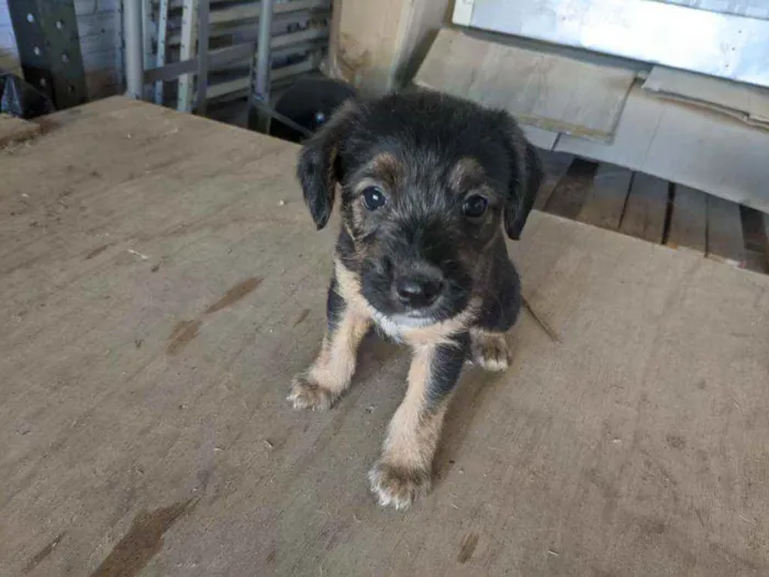 Cachorro ra a Vira lata idade Abaixo de 2 meses nome Cachorro