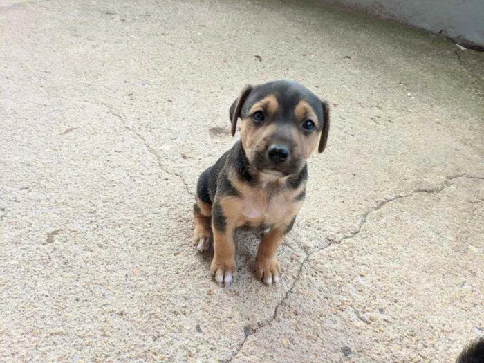 Cachorro ra a Vira lata idade Abaixo de 2 meses nome Cachorro