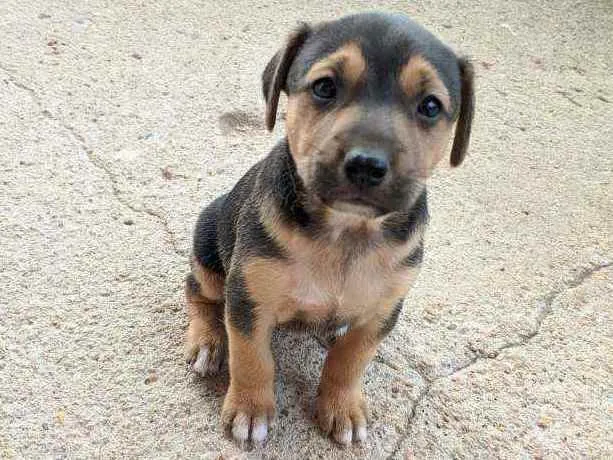 Cachorro ra a Vira lata idade Abaixo de 2 meses nome Cachorro