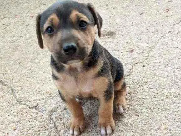 Cachorro ra a Vira lata idade Abaixo de 2 meses nome Cachorro