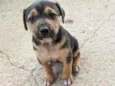 Cachorro