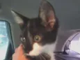 Lili