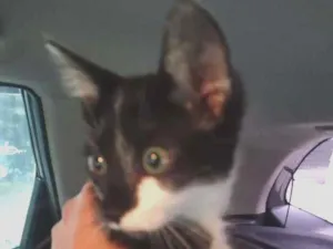 Gato raça SRD-ViraLata idade 2 a 6 meses nome Lili