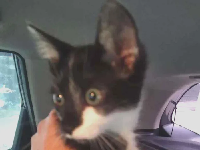 Gato ra a SRD-ViraLata idade 2 a 6 meses nome Lili