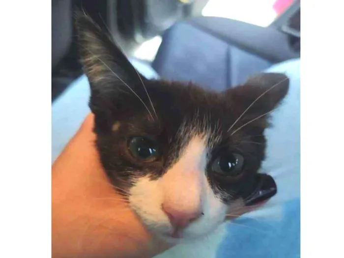 Gato ra a SRD-ViraLata idade 2 a 6 meses nome Lele