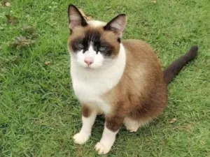 Gato raça  idade 1 ano nome Filomena