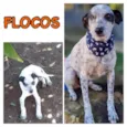 FLOCOS
