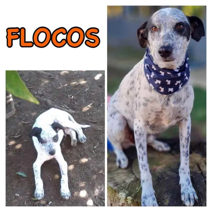Cachorro ra a Srd idade 6 ou mais anos nome FLOCOS