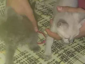 Gato raça SRD-ViraLata idade Abaixo de 2 meses nome Fofinhos