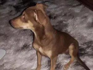 Cachorro raça SRD-ViraLata idade 2 a 6 meses nome Bebes