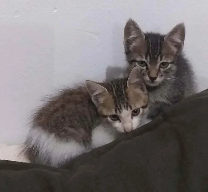 Gato ra a Raça não definida  idade  nome Filhotes