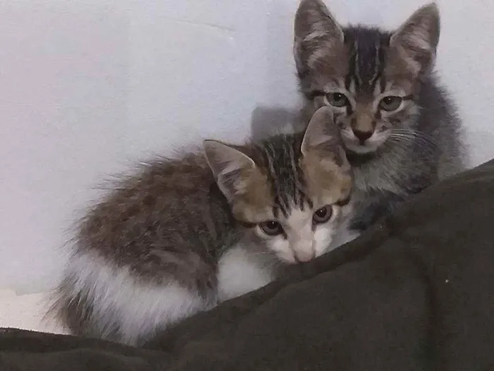 Gato ra a Raça não definida  idade  nome Filhotes