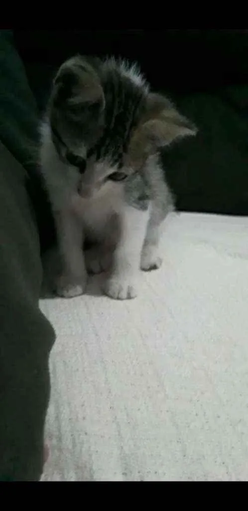 Gato ra a Raça não definida  idade  nome Filhotes
