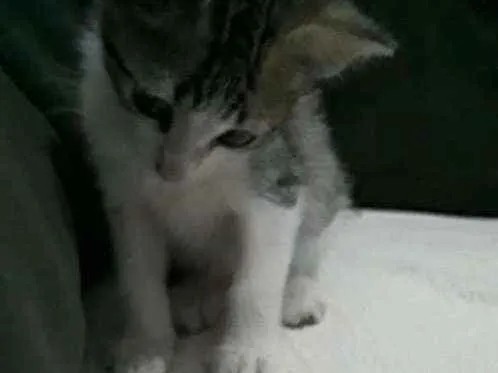 Gato ra a Raça não definida  idade  nome Filhotes