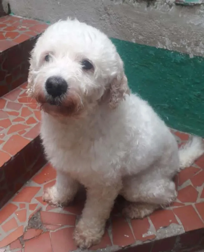 Cachorro raça Poodle idade 2 anos nome BORIS