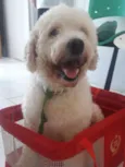 Cachorro raça Poodle idade 2 anos nome BORIS