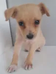 Cachorro raça SRD-ViraLata idade 2 a 6 meses nome CRISTAL