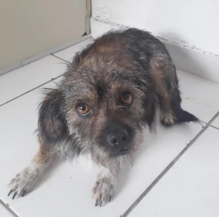 Cachorro raça SRD-ViraLata idade 1 ano nome MAIA