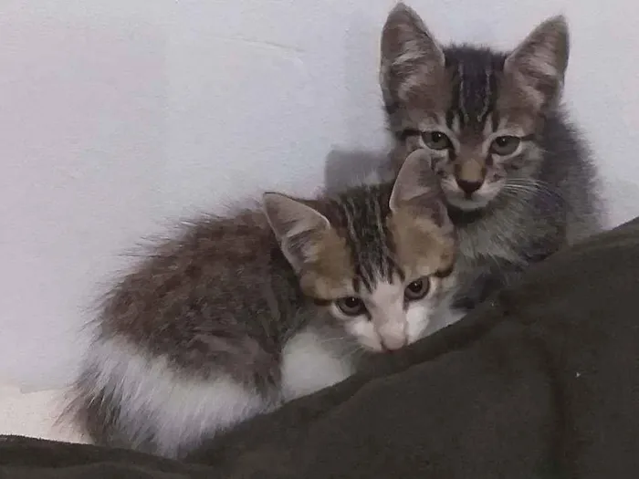 Gato ra a Raça não definida  idade  nome Filhotes
