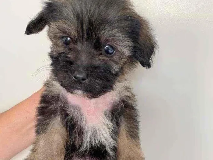 Cachorro raça SRD-ViraLata idade 2 a 6 meses nome BONO