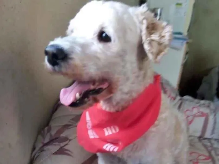 Cachorro raça Poodle idade 2 anos nome BORIS