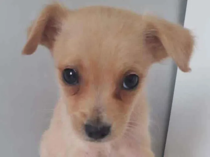 Cachorro raça SRD-ViraLata idade 2 a 6 meses nome CRISTAL