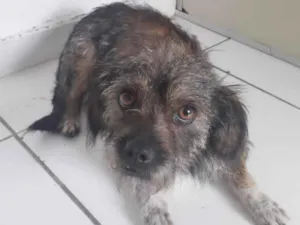 Cachorro raça SRD-ViraLata idade 1 ano nome MAIA