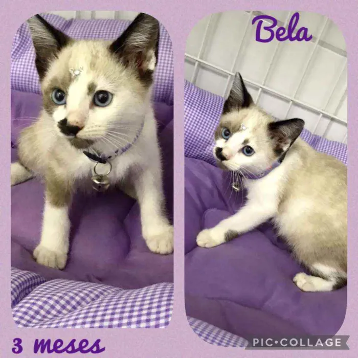Bela