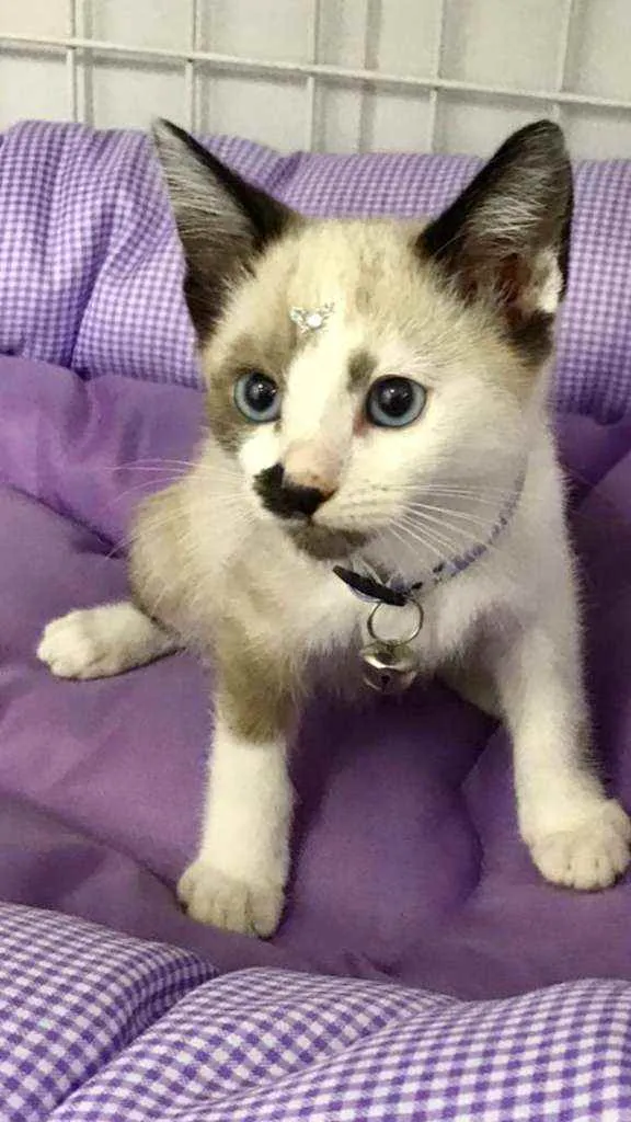 Gato raça SRD  idade 2 a 6 meses nome Bela